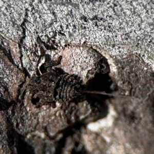 Platybrachys sp. (genus) at Curtin, ACT - 26 Aug 2024