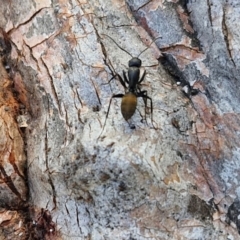 Camponotus aeneopilosus (A Golden-tailed sugar ant) at Kingsdale, NSW - 26 Aug 2024 by trevorpreston