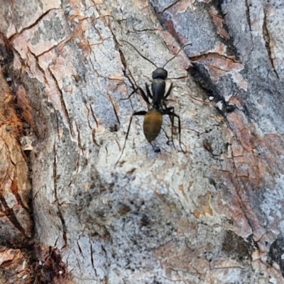 Camponotus aeneopilosus (A Golden-tailed sugar ant) at Kingsdale, NSW - 27 Aug 2024 by trevorpreston