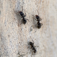 Anonychomyrma sp. (genus) (Black Cocktail Ant) at Curtin, ACT - 26 Aug 2024 by Hejor1