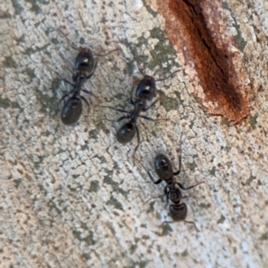 Anonychomyrma sp. (genus) at Curtin, ACT - 26 Aug 2024 02:21 PM