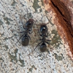 Anonychomyrma sp. (genus) at Curtin, ACT - 26 Aug 2024 02:21 PM