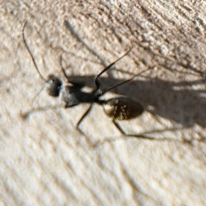 Camponotus aeneopilosus at Curtin, ACT - 26 Aug 2024 02:20 PM