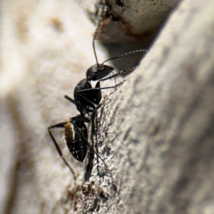 Camponotus aeneopilosus at Curtin, ACT - 26 Aug 2024 02:20 PM