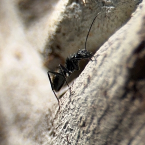 Camponotus aeneopilosus at Curtin, ACT - 26 Aug 2024 02:20 PM