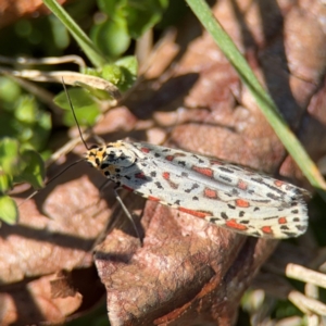 Utetheisa lotrix at Curtin, ACT - 26 Aug 2024