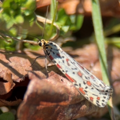 Utetheisa lotrix at Curtin, ACT - 26 Aug 2024