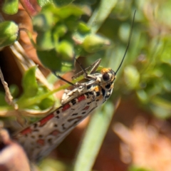 Utetheisa lotrix at Curtin, ACT - 26 Aug 2024