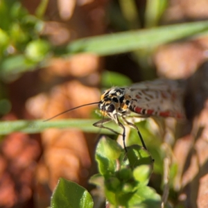 Utetheisa lotrix at Curtin, ACT - 26 Aug 2024