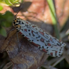 Utetheisa lotrix at Curtin, ACT - 26 Aug 2024