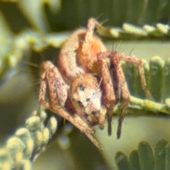 Oxyopes sp. (genus) (Lynx spider) at Curtin, ACT - 26 Aug 2024 by Hejor1