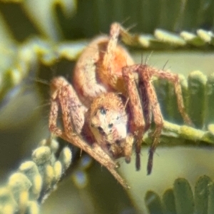 Oxyopes sp. (genus) at Curtin, ACT - 26 Aug 2024