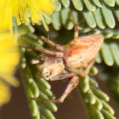 Oxyopes sp. (genus) at Curtin, ACT - 26 Aug 2024