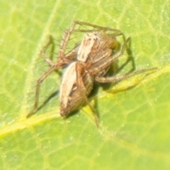 Oxyopes sp. (genus) at Curtin, ACT - 26 Aug 2024