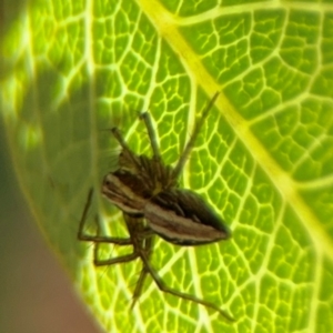 Oxyopes sp. (genus) at Curtin, ACT - 26 Aug 2024