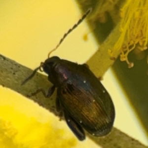 Arsipoda sp. (genus) at Curtin, ACT - 26 Aug 2024