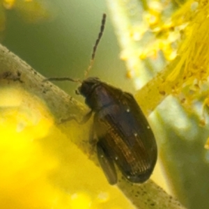 Arsipoda sp. (genus) at Curtin, ACT - 26 Aug 2024