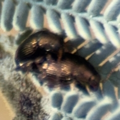 Arsipoda sp. (genus) at Curtin, ACT - 26 Aug 2024