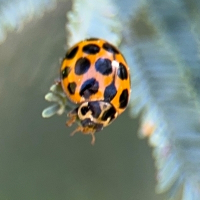 Harmonia conformis (Common Spotted Ladybird) at Curtin, ACT - 26 Aug 2024 by Hejor1