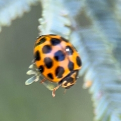 Harmonia conformis at Curtin, ACT - 26 Aug 2024