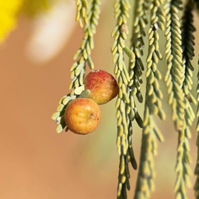 Austroacacidiplosis botrycephalae (A Gall Midge) at Curtin, ACT - 26 Aug 2024 by Hejor1