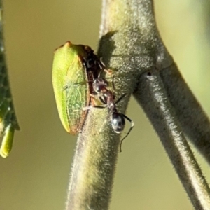 Sextius virescens at Curtin, ACT - 26 Aug 2024 02:03 PM