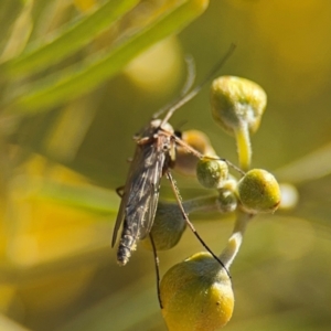 Chironomidae (family) at Curtin, ACT - 26 Aug 2024 01:44 PM