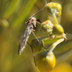 Chironomidae (family) at Curtin, ACT - 26 Aug 2024 01:44 PM