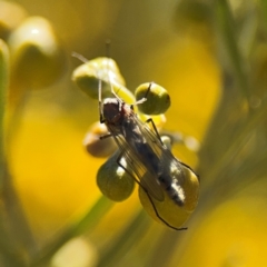 Chironomidae (family) at Curtin, ACT - 26 Aug 2024