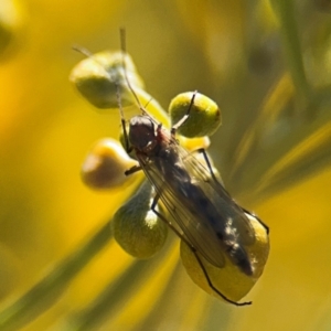 Chironomidae (family) at Curtin, ACT - 26 Aug 2024