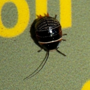 Ellipsidion australe at Curtin, ACT - 26 Aug 2024