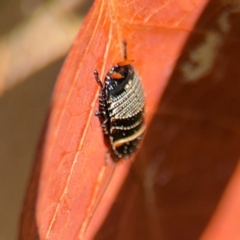 Ellipsidion australe at Curtin, ACT - 26 Aug 2024