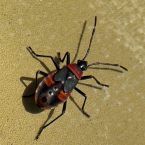 Dindymus versicolor at Curtin, ACT - 26 Aug 2024