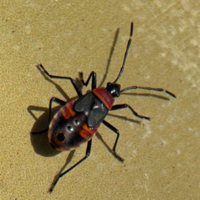 Dindymus versicolor (Harlequin Bug) at Curtin, ACT - 26 Aug 2024 by Hejor1