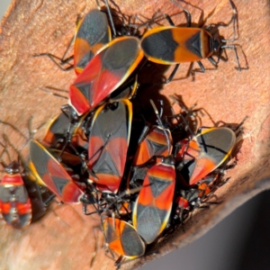 Dindymus versicolor at Curtin, ACT - 26 Aug 2024