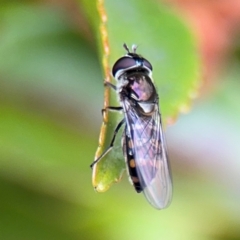 Syrphini sp. (tribe) (Unidentified syrphine hover fly) at Ainslie, ACT - 25 Aug 2024 by Hejor1