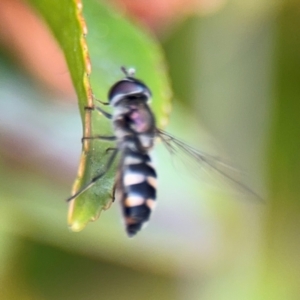 Syrphini sp. (tribe) at Ainslie, ACT - 25 Aug 2024