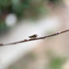 Syrphini sp. (tribe) at Ainslie, ACT - 25 Aug 2024