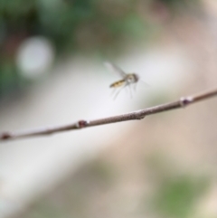 Syrphini sp. (tribe) at Ainslie, ACT - 25 Aug 2024