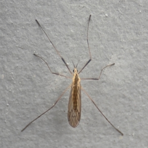 Symplecta (Trimicra) pilipes at Ainslie, ACT - 25 Aug 2024