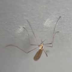 Symplecta (Trimicra) pilipes at Ainslie, ACT - 25 Aug 2024