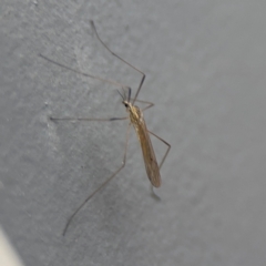 Symplecta (Trimicra) pilipes at Ainslie, ACT - 25 Aug 2024