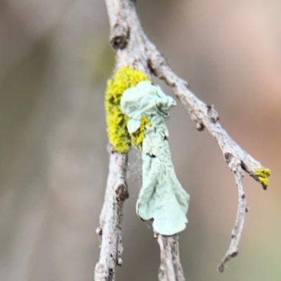 Chrysothrix sp. (genus) at Ainslie, ACT - 25 Aug 2024 by Hejor1