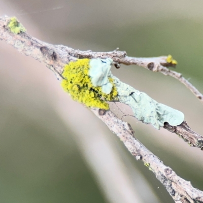 Flavoparmelia sp. at Ainslie, ACT - 25 Aug 2024 by Hejor1