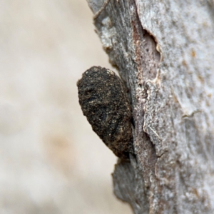 Cryptocephalinae (sub-family) at Ainslie, ACT - 25 Aug 2024