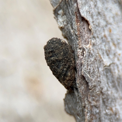 Cryptocephalinae (sub-family) (A case-bearing leaf beetle) at Ainslie, ACT - 25 Aug 2024 by Hejor1