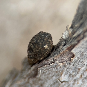 Cryptocephalinae (sub-family) at Ainslie, ACT - 25 Aug 2024