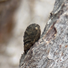 Cryptocephalinae (sub-family) at Ainslie, ACT - 25 Aug 2024