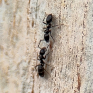 Anonychomyrma sp. (genus) at Ainslie, ACT - 25 Aug 2024