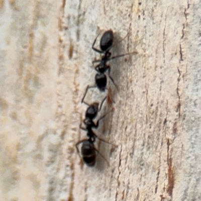 Anonychomyrma sp. (genus) (Black Cocktail Ant) at Ainslie, ACT - 25 Aug 2024 by Hejor1